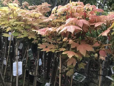 1 Acer Brillantissimum Op Stam – kavel bij Hammertime, Westerlo
