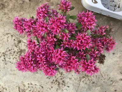 120 Sedum Mix – kavel bij Hammertime, Westerlo