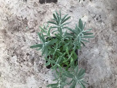 50 Lavendel Potmaat P9 – kavel bij Hammertime, Westerlo