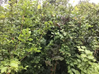 100 Groene Beuk 160-180 – kavel bij Hammertime, Westerlo