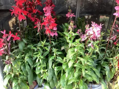 40 Lobelia – kavel bij Hammertime, Westerlo