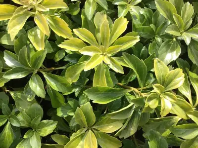 80 Pachysandra – kavel bij Hammertime, Westerlo