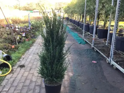 10 Taxus 130-150 – kavel bij Hammertime, Westerlo