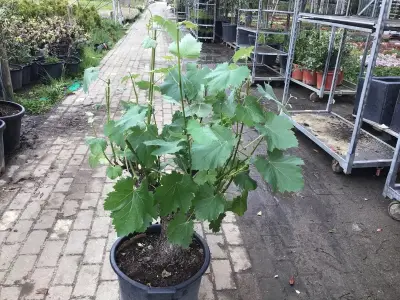 1 Druivelaar – kavel bij Hammertime, Westerlo