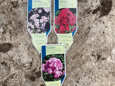 40 Phlox Mix – kavel bij Hammertime, Westerlo
