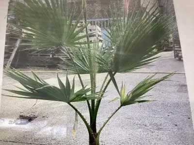 2 Washingtonia – kavel bij Hammertime, Westerlo