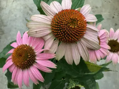 20 Echinacea Roos – kavel bij Hammertime, Westerlo