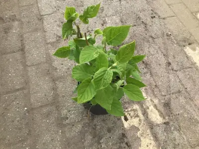20 Hydrangea Annabelle – kavel bij Hammertime, Westerlo
