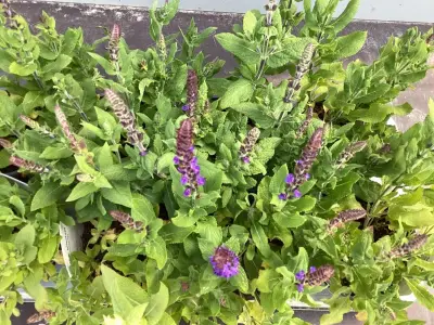 40 Blauwe Salvia – kavel bij Hammertime, Westerlo