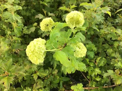 20 Opulus Roseum – kavel bij Hammertime, Westerlo