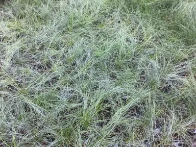 80 Festuca Glauca – kavel bij Hammertime, Westerlo