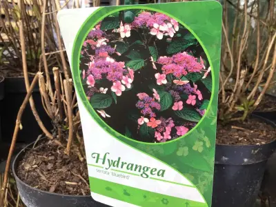 5 Hydrangea Serrata Blue – kavel bij Hammertime, Westerlo
