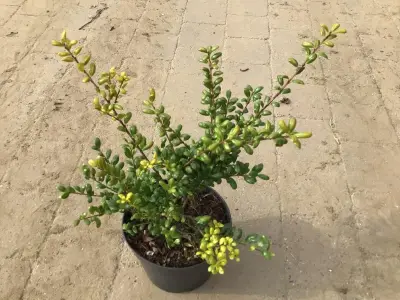 10 Ilex – kavel bij Hammertime, Westerlo