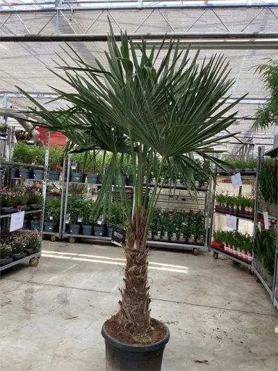 2 Trachycarpus – kavel bij Hammertime, Westerlo