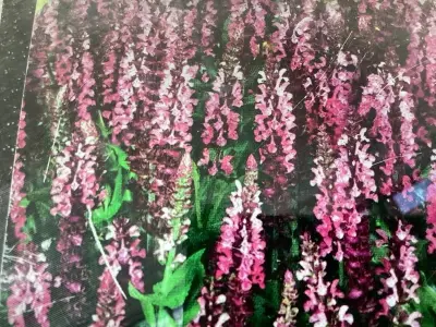 80 Angelonia – kavel bij Hammertime, Westerlo