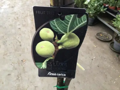 1 Vijgenboom – kavel bij Hammertime, Westerlo