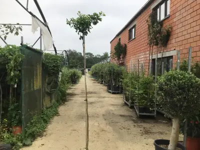 2 Ginko Biloba – kavel bij Hammertime, Westerlo