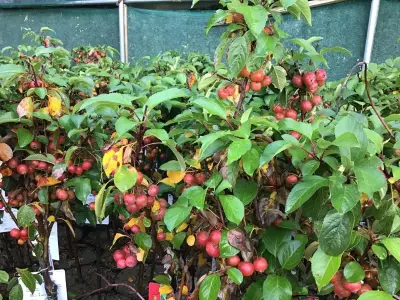 2 Malus Sierappelstam – kavel bij Hammertime, Westerlo