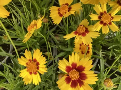 40 Coreopsis – kavel bij Hammertime, Westerlo