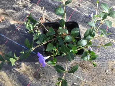 120 Vinca Blauw – kavel bij Hammertime, Westerlo