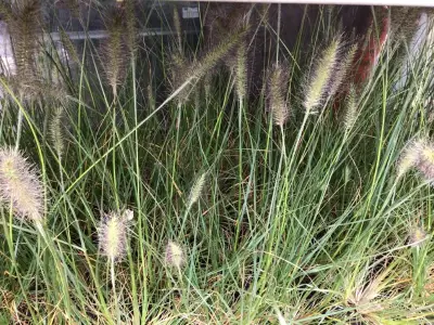10 Pennesetum Little Bunny – kavel bij Hammertime, Westerlo