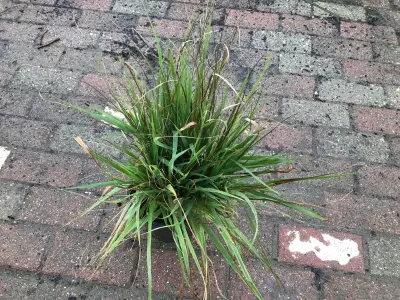 50 Carex – kavel bij Hammertime, Westerlo