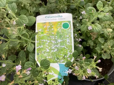 20 Callimentha – kavel bij Hammertime, Westerlo
