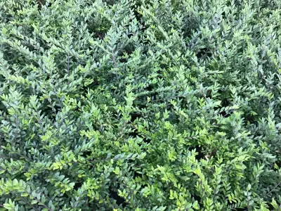 50 Lonicera – kavel bij Hammertime, Westerlo