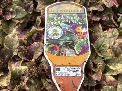40 Ajuga – kavel bij Hammertime, Westerlo