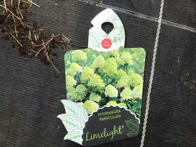 10 Hydrangea Lime Light – kavel bij Hammertime, Westerlo