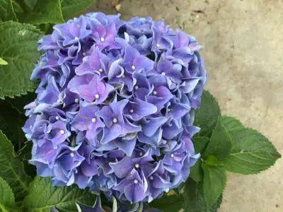 10 Hortensia Blauw – kavel bij Hammertime, Westerlo