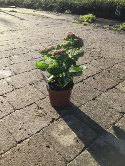 40 Sedum Herbstfreude – kavel bij Hammertime, Westerlo