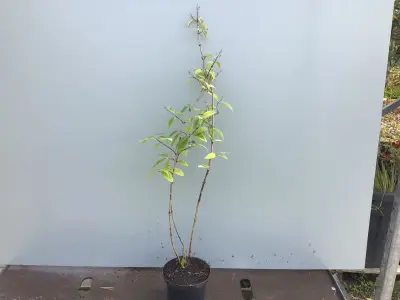 50 Deutzia Gracillis – kavel bij Hammertime, Westerlo