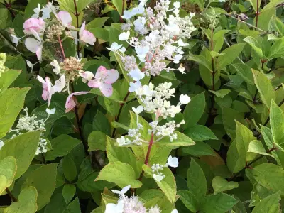 20 Hydrangea Pinky Winky – kavel bij Hammertime, Westerlo