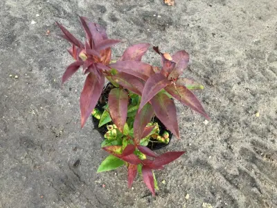 10 Leucothoe – kavel bij Hammertime, Westerlo