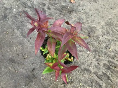 20 Leucothoe – kavel bij Hammertime, Westerlo