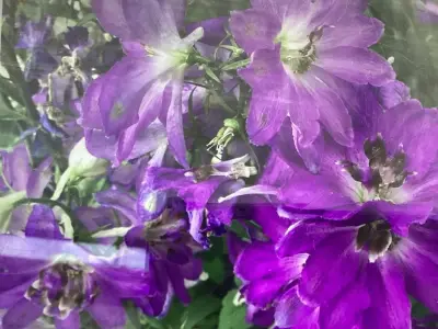 5 Delphinium – kavel bij Hammertime, Westerlo