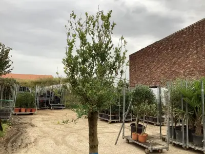 1 Olijfboom – kavel bij Hammertime, Westerlo
