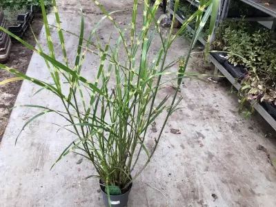 10 Miscanthis Sinensis Strictis – kavel bij Hammertime, Westerlo