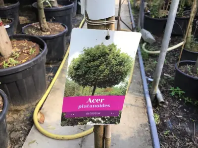 1 Acerstam Globossum – kavel bij Hammertime, Westerlo