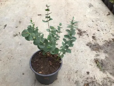 10 Eucalyptus – kavel bij Hammertime, Westerlo