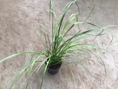 10 Pampas – kavel bij Hammertime, Westerlo