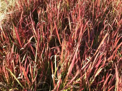 20 Imperata Red Baron – kavel bij Hammertime, Westerlo