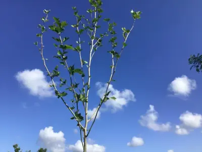 5 Platanus Hispanica – kavel bij Hammertime, Westerlo