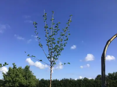1 Prunus Kanzan – kavel bij Hammertime, Westerlo
