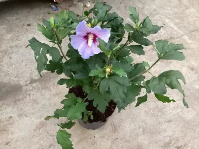 10 Hibiscus – kavel bij Hammertime, Westerlo