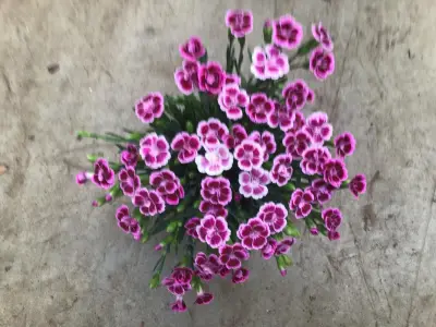 80 Anjers Pink Kisses – kavel bij Hammertime, Westerlo