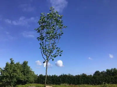 4 Pyrus Chanticleer – kavel bij Hammertime, Westerlo