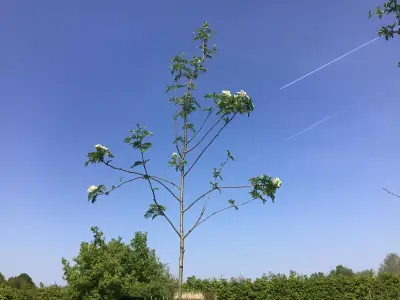 1 Sorbus – kavel bij Hammertime, Westerlo