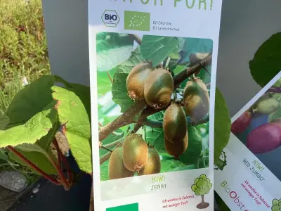5 Kiwi Mix – kavel bij Hammertime, Westerlo